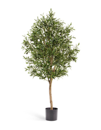 Олива Вайн с плодами