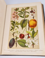 "Ботанический атлас по системе де-Кандоля". К.Гофман. 1899 г. - редкая книга