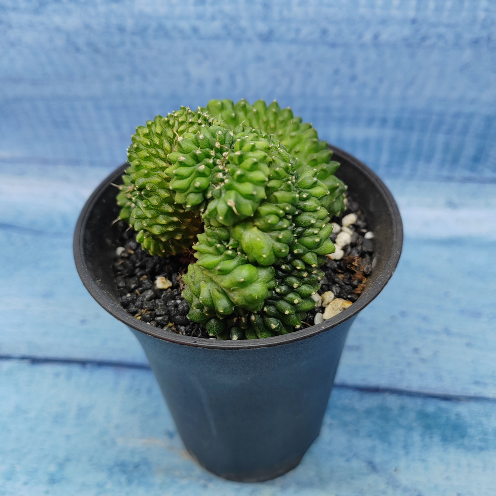 Gymnocalycium Spineless Crested form (Гимнокалициум Кристатный)