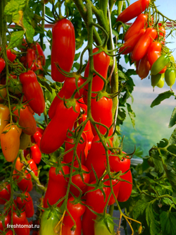 Фляшентомат (Flaschentomaten) сорт томата