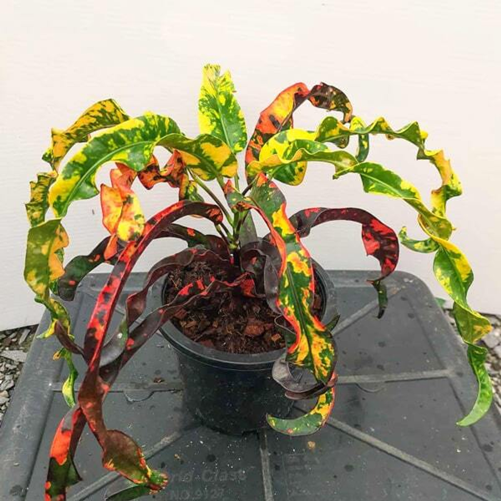 Кротон INDIA DAENG