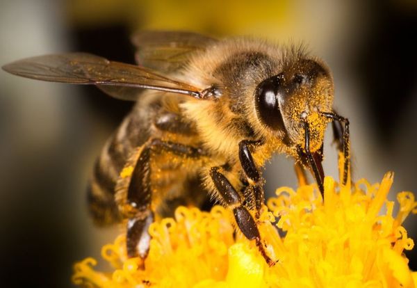 Удивительный факт о пчелах, который вы могли не знать. 🐝💛