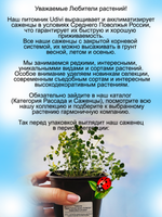 Тимьян Мистический лимон лимоннопахнущий чабрец