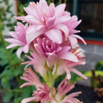 тубероза Сенсейшн (Polianthes tuberosa Chia Nong Sensation) — в горшочке — пора высаживать