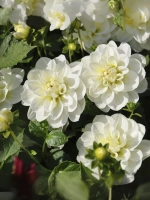 Георгин декоративный Кантарино