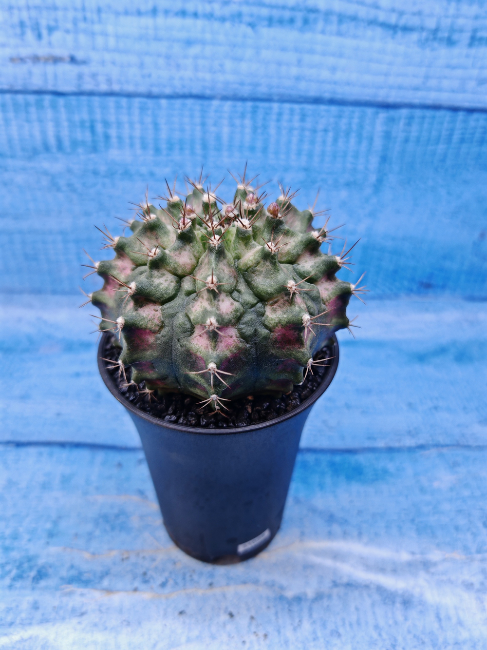 Gymnocalycium T-Rex Pink hybride (Гимнокалициум T-rex)