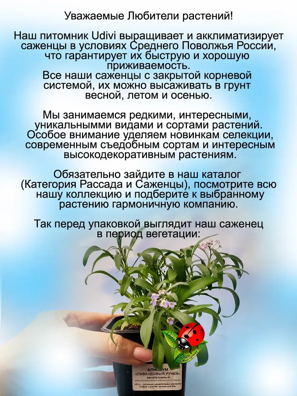 Алиссум Лавандовый ручей вегетативный
