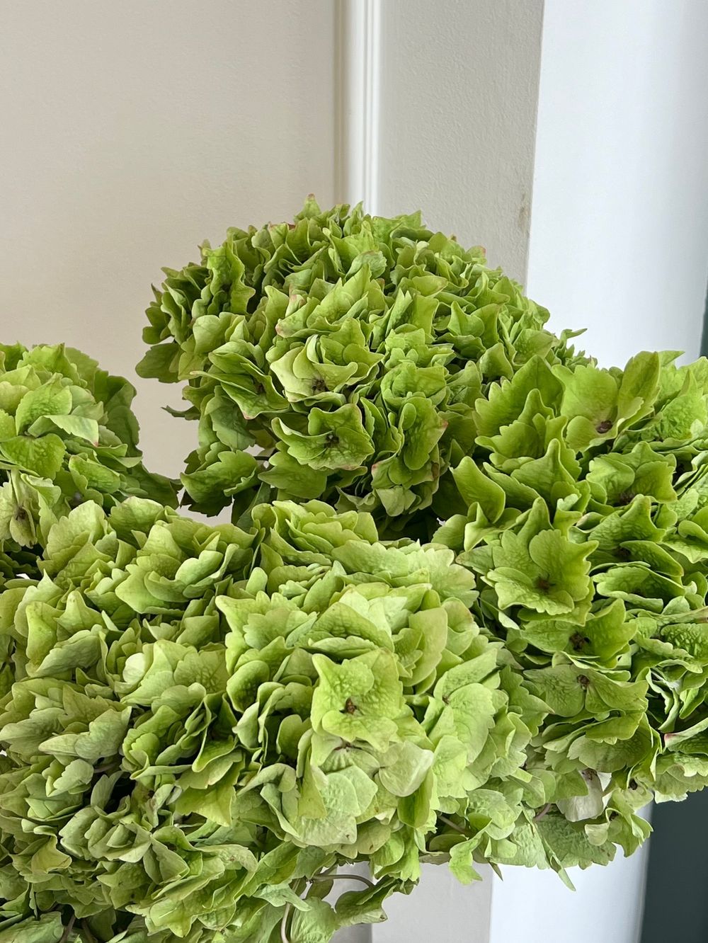 Гортензия в зеленом оттенке