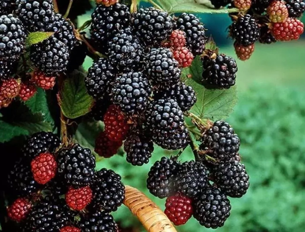 Малина среднеспелая черноплодная Блэк Джевел /Black Jewel