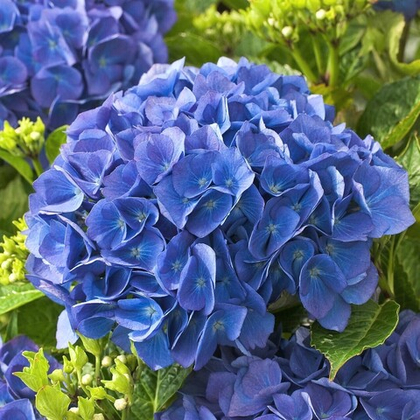 Гортензия крупнолистная Рената Штейнигер; Renate Steiniger