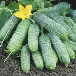 Огурец Пасамонте F1 (50шт) Витагрин Профи