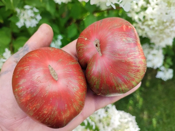 Гном Стринги (Dwarf The Thong) сорт томата