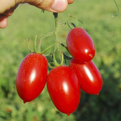 Санмино F1 семена томата индетерминантного (Syngenta / Сингента)