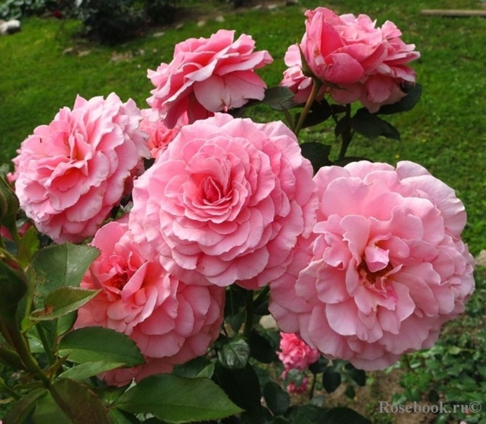 Тиклд Пинк (Tikled Pink)