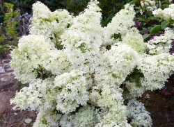 Гортензия метельчатая Дентель де Горрон(2/3 ветки) Закупка М59 апрель 2026