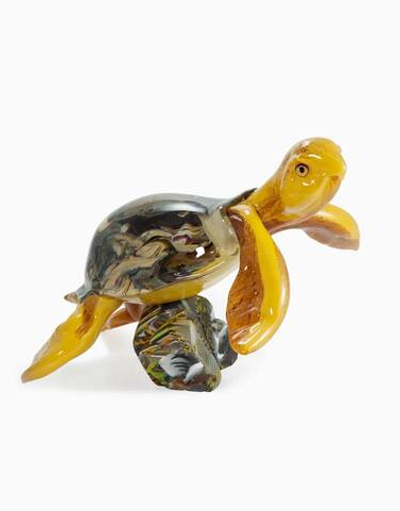 Морская Черепаха Кальчедонио на камне