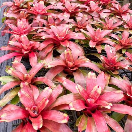 Неорегелия PATTAYA SUNSET