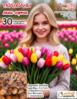 Тюльпан Луковица, Микс сортов 30 шт крупные