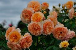 Фруфрутант Жаки (Froufroutante Jackie)