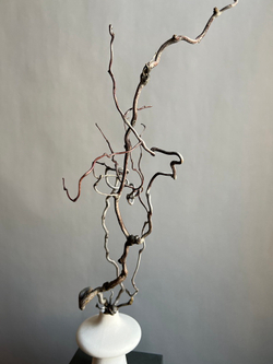 Корилус коряга