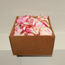 Лепестки живых роз