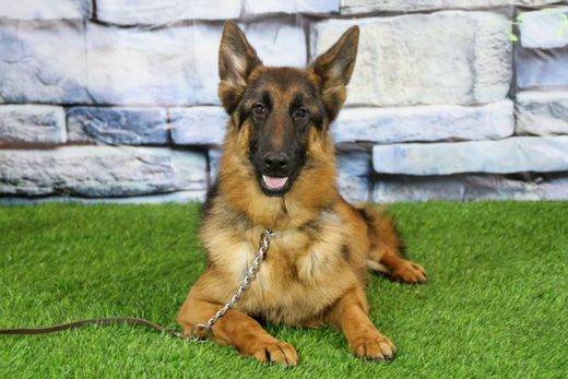 ИКЕЛЛА Из Поместья Боговик 08.05.2025 д.р. - подробнее...→