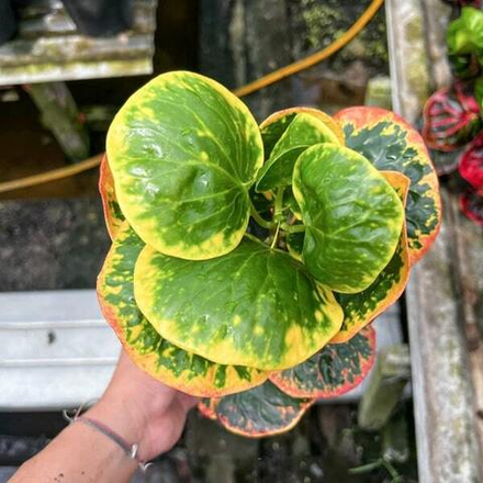 Кротон ARUN RATSAMEE