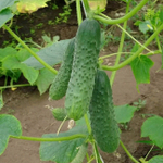 Маша F1 семена огурца партенокарпического (Seminis / Семинис)