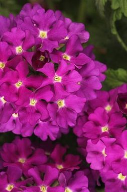 1591 Вербена ESTRELLA Blueberry (Весна 2026)