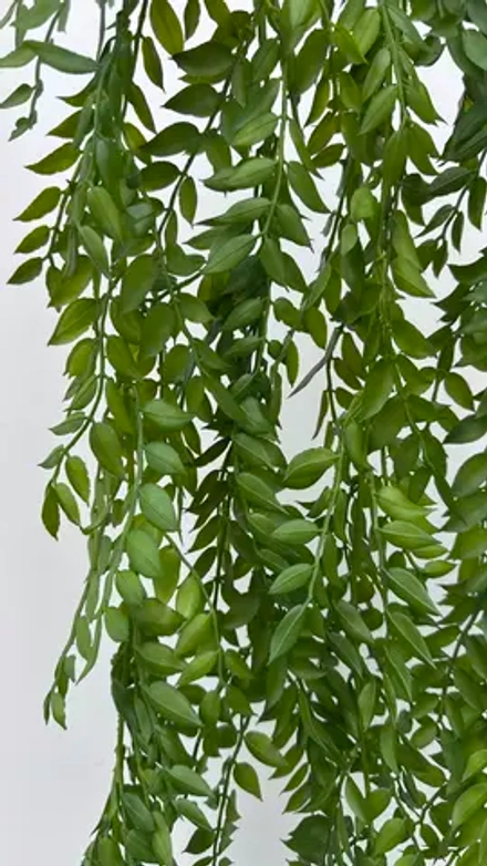 Ветка Рускус Иглица ампельная