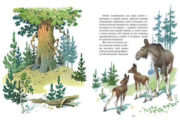 Как сосна лосяток спасала