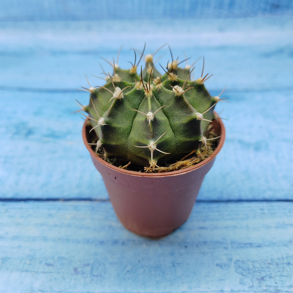 Gymnocalycium Friedrichii (Гимнокалициум)