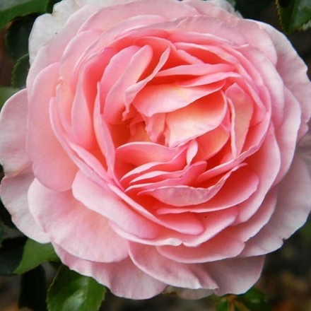 Роза английская Abraham Darby