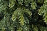 Ель искусственная «Богемская» (Литая+пвх) от 1,2 м до 3 м