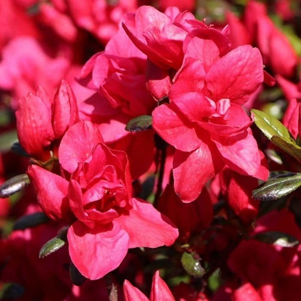 Азалия японская Марушка