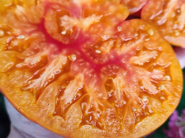 Русалка (Mermaid) сорт томата