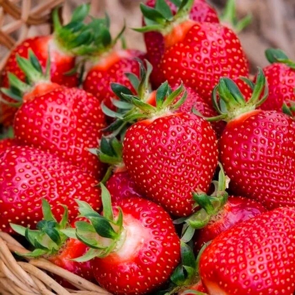 Земляника Аллегро