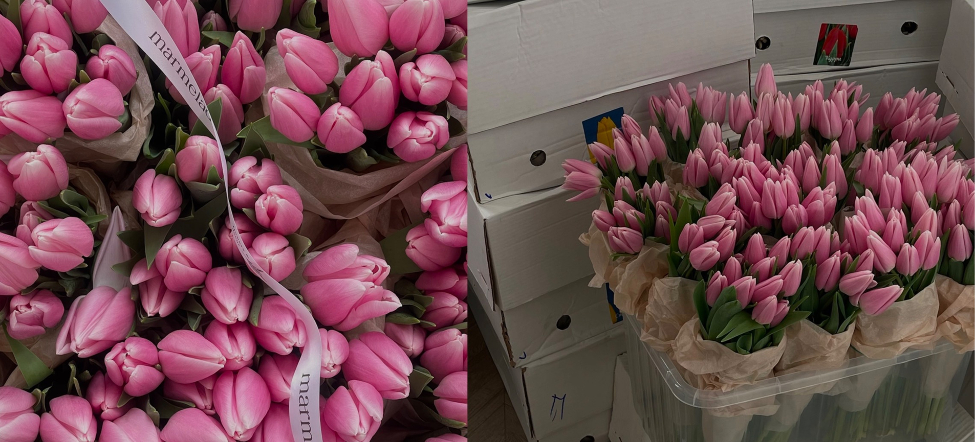 ТЮЛЬПАНЫ ОПТОМ