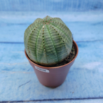Euphorbia Obesa (Эуфорбия)