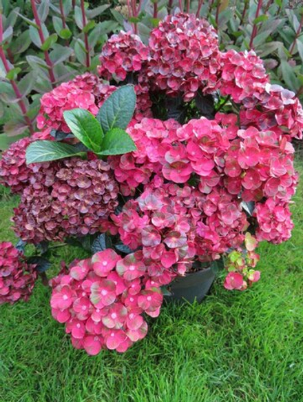 Ребелион Феррари Лав (Rebelion Farrari Love) р12 Европа весна 2026 г