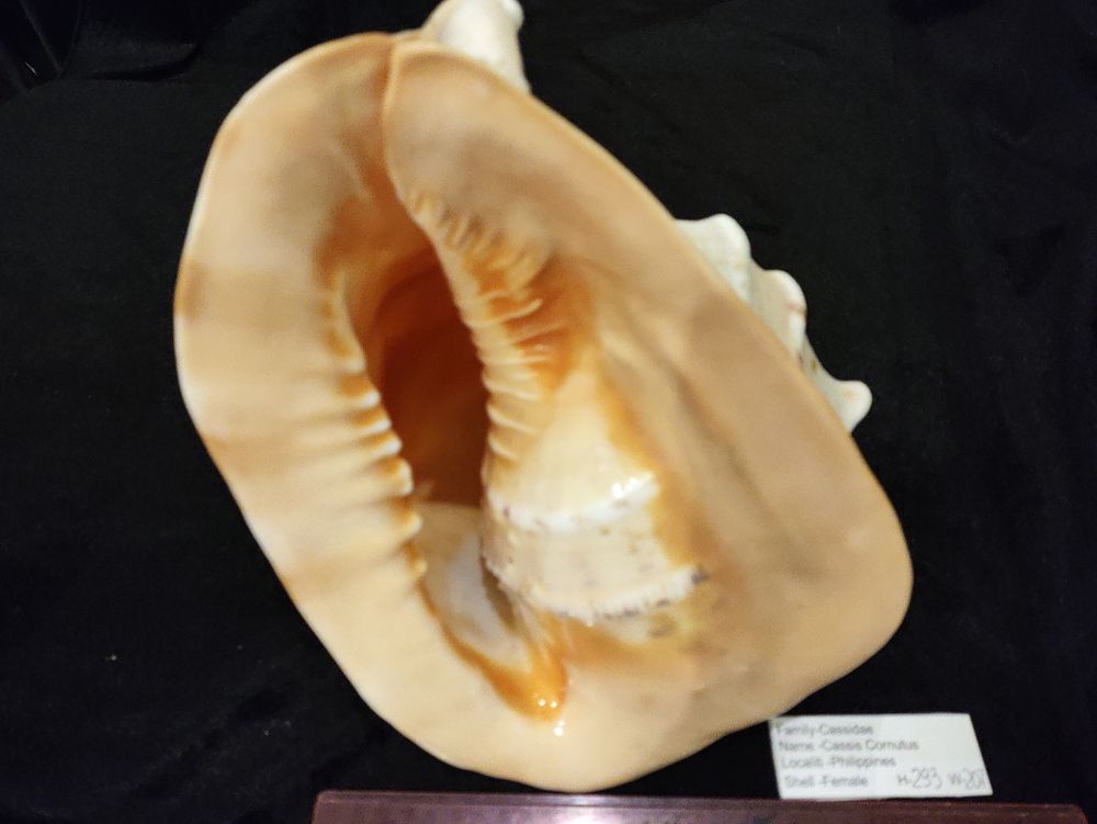 Кассис Корнута 170-295 мм