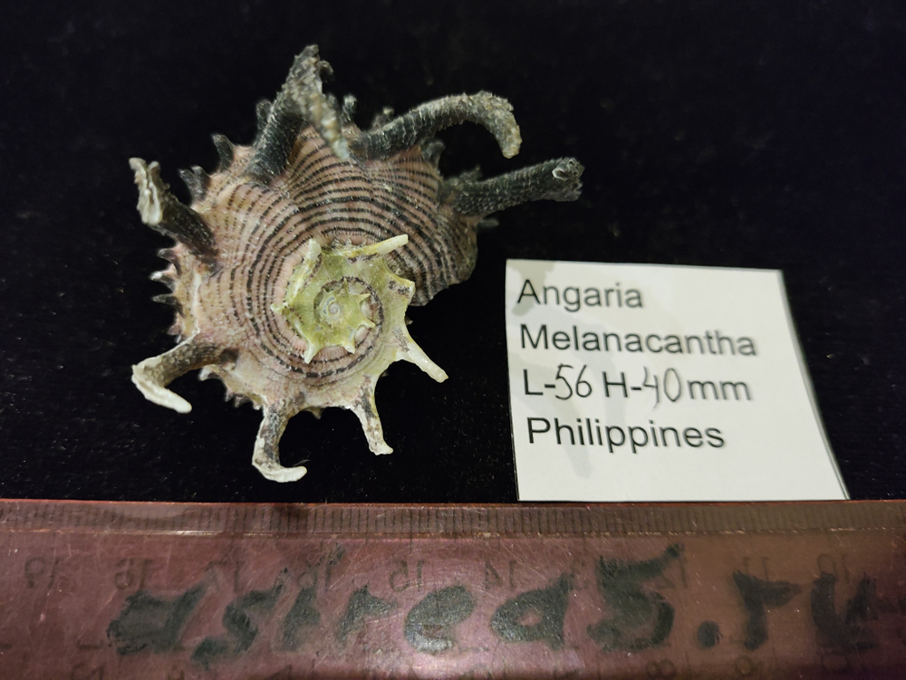 Ангария Империалис