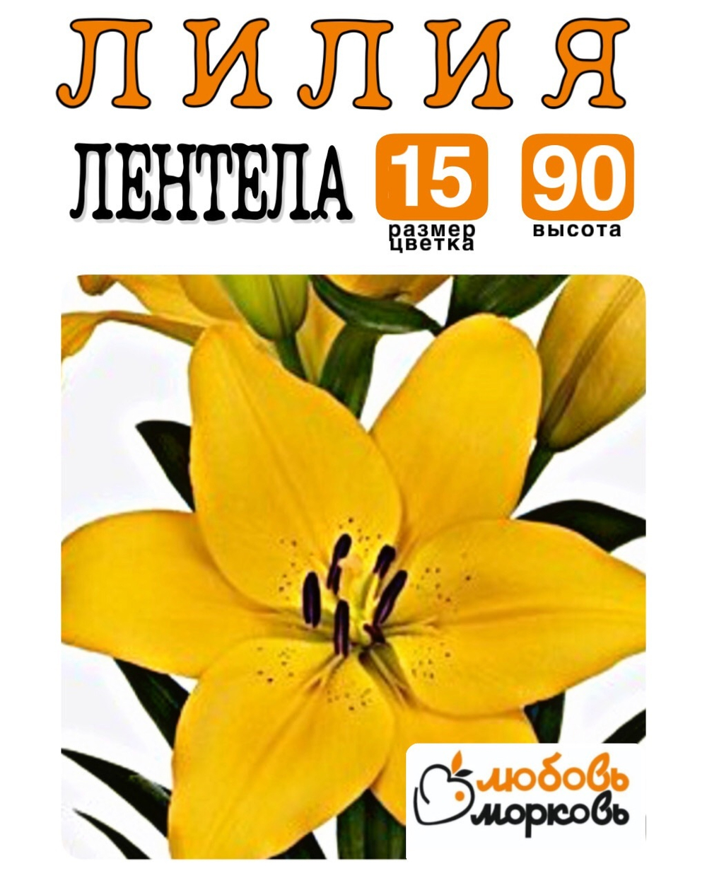 Лилия Луковица, Лентела, ЛА-гибрид, разбор 22/24, 1 шт