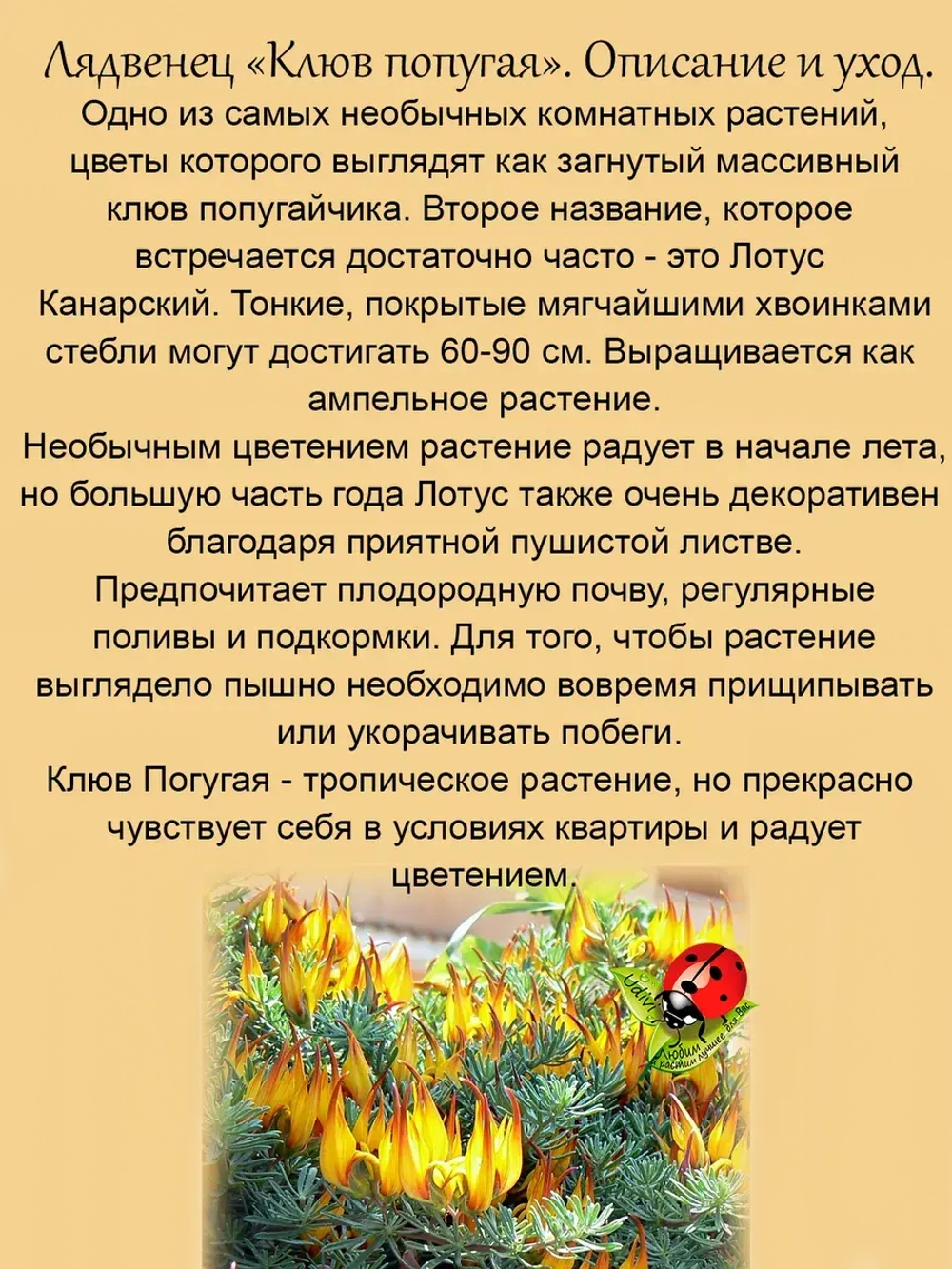 Лядвенец Клюв Попугая лотус канарский