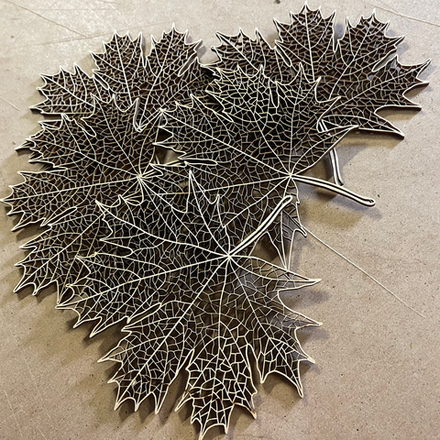 Кленовые листья