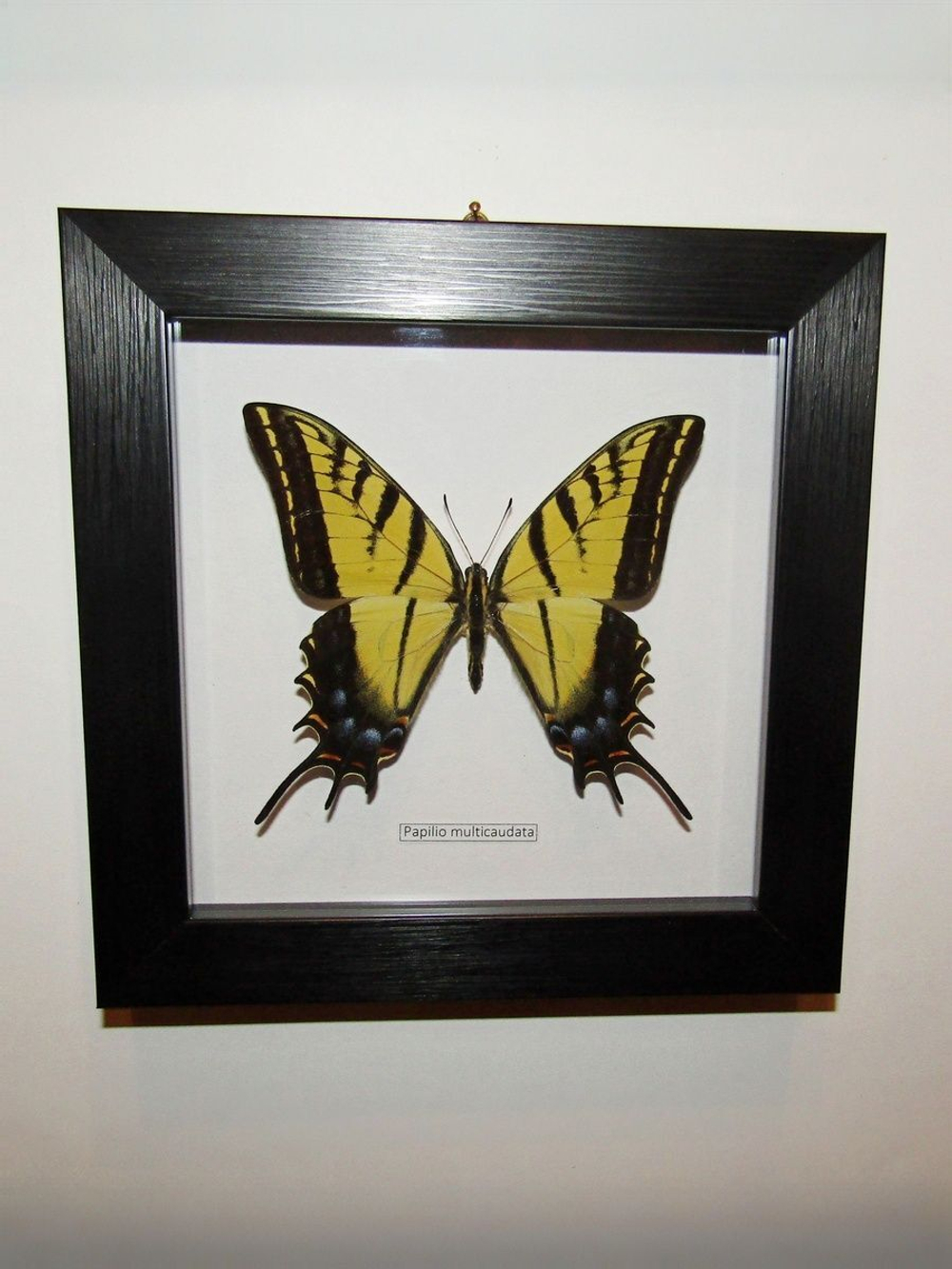 Бабочка Papilio multicaudata в рамке