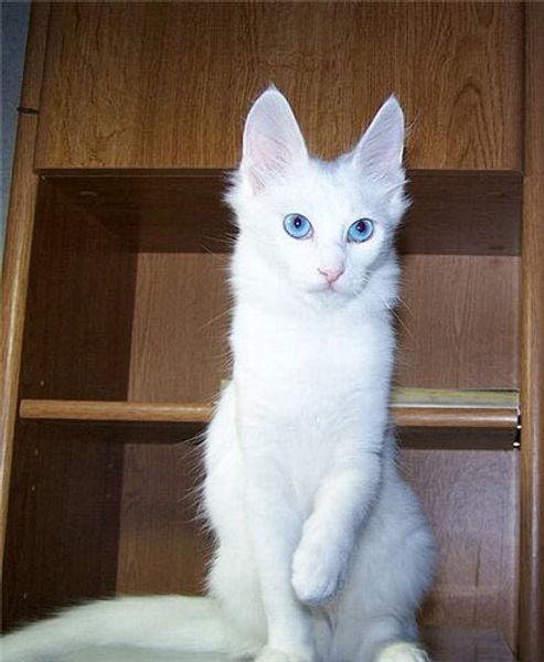 Турецкая ангора Турецкая ангора