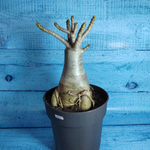Adenium Baobab (Адениум)