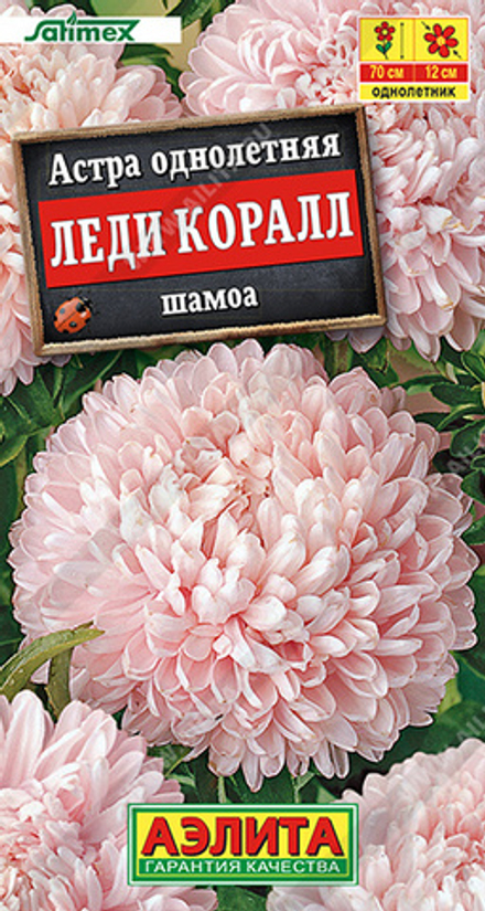 Астра Леди Коралл шамоа 25шт Аэлита