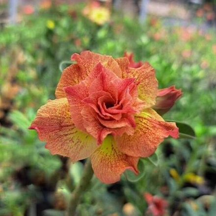 Адениум SABIRA